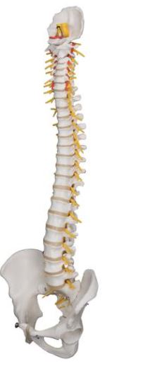 Deluxe Flexible Spine A58/5 2
