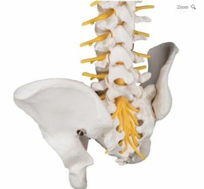 Deluxe Flexible Spine A58/5 3