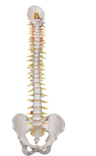 Deluxe Flexible Spine A58/5