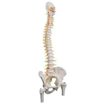 Deluxe Flexible Spine Femur Heads A58/6 4