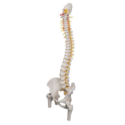 Deluxe Flexible Spine Femur Heads A58/6 3