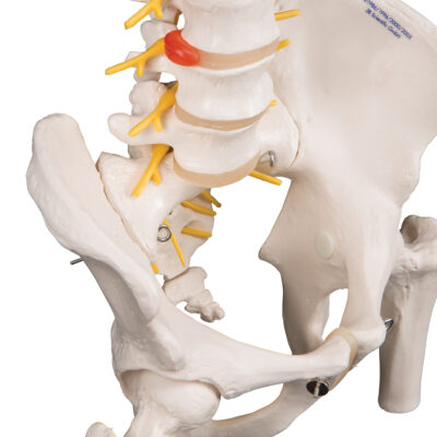 Deluxe Flexible Spine Femur Heads A58/6 2