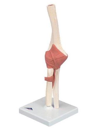 Deluxe Functional Elbow A83/1