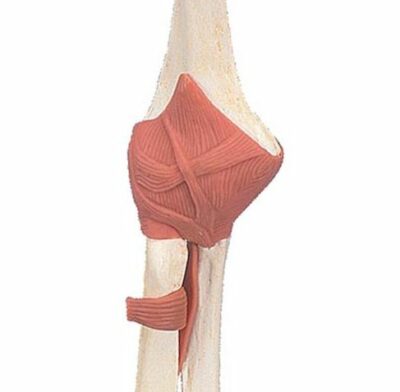 Deluxe Functional Elbow A83/1 1