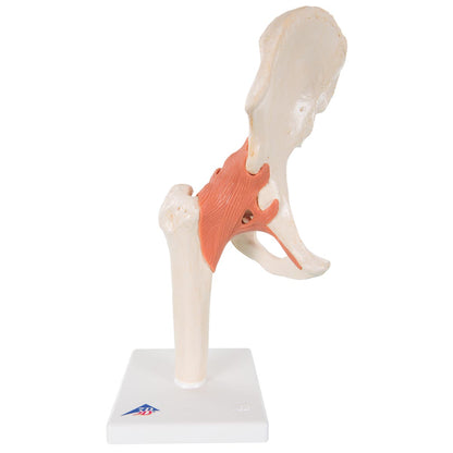 Deluxe Functional Hip A81/1