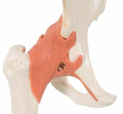 Deluxe Functional Hip A81/1 3