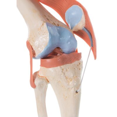 Deluxe Functional Knee A82/1 4