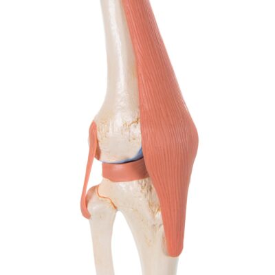 Deluxe Functional Knee A82/1 3
