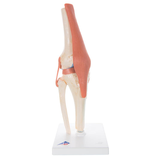 Deluxe Functional Knee A82/1
