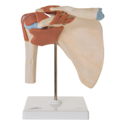 Deluxe Functional Shoulder  A80/1 1