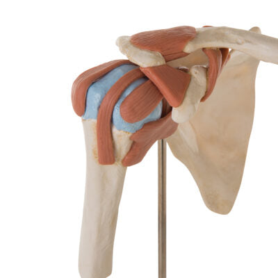 Deluxe Functional Shoulder  A80/1 2