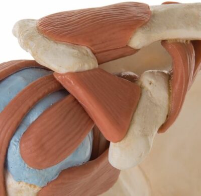 Deluxe Functional Shoulder  A80/1 3