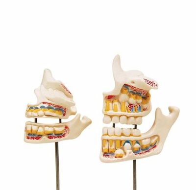 Dentition Development D20 2