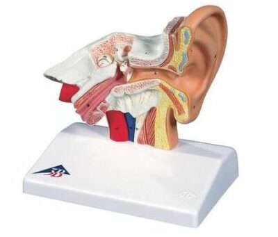 Desktop Ear Model, 1.5 times  E12 1