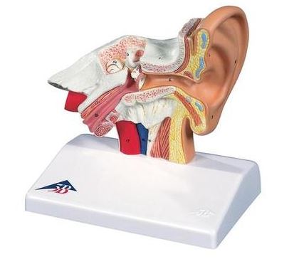 Desktop Ear Model, 1.5 times  E12