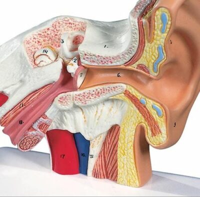 Desktop Ear Model, 1.5 times  E12 4