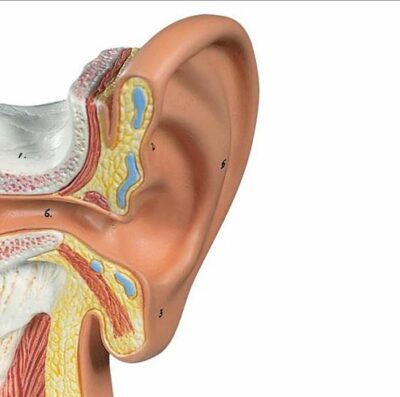 Desktop Ear Model, 1.5 times  E12 3