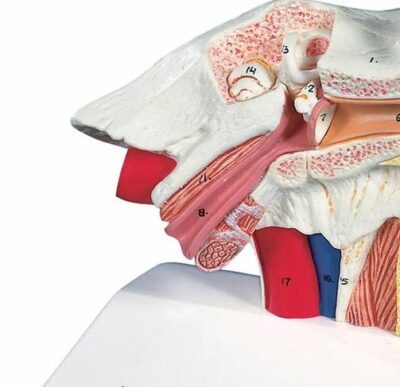 Desktop Ear Model, 1.5 times  E12 2
