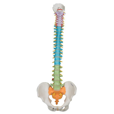 Didactic Flexible Spine A58/8 1
