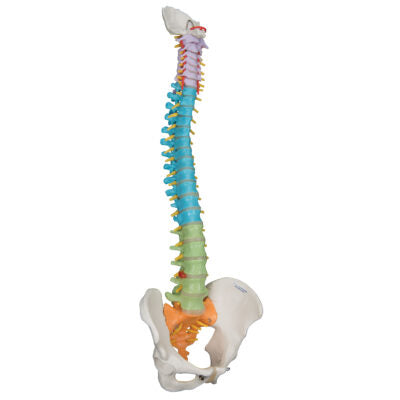 Didactic Flexible Spine A58/8 2