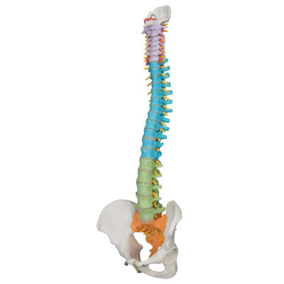 Didactic Flexible Spine A58/8 3