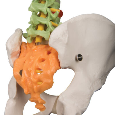 Didactic Flexible Spine A58/8 4