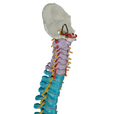 Didactic Flexible Spine A58/8 5