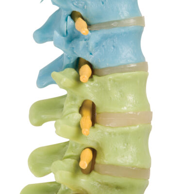 Didactic Flexible Spine A58/8 6