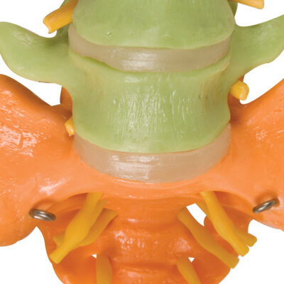Didactic Flexible Spine A58/8 7
