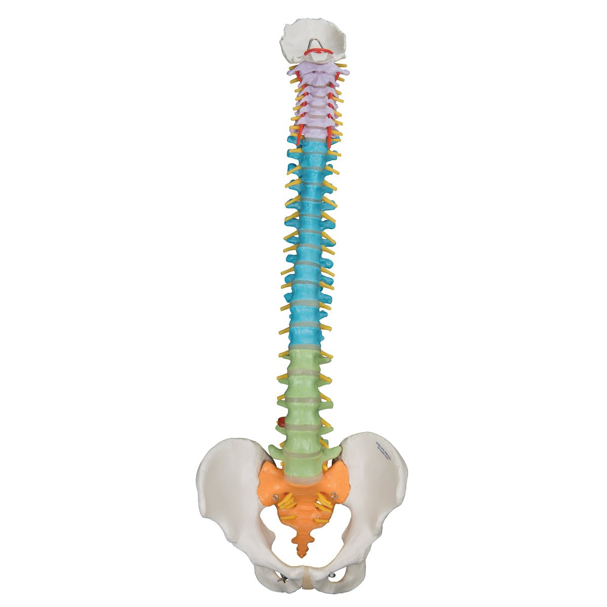 Didactic Flexible Spine A58/8