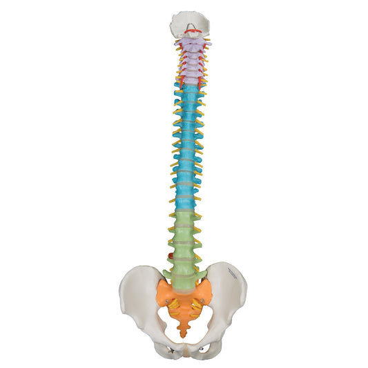 Didactic Flexible Spine A58/8