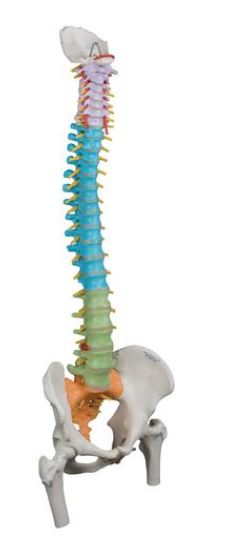 Didactic Flexible Spine with Femur Head  A58/9 1