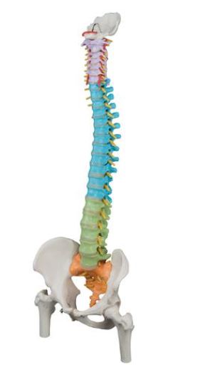 Didactic Flexible Spine with Femur Head  A58/9 2