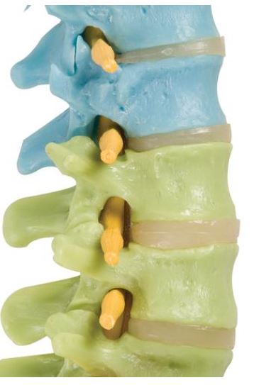Didactic Flexible Spine with Femur Head  A58/9 3