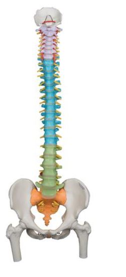 Didactic Flexible Spine with Femur Head  A58/9