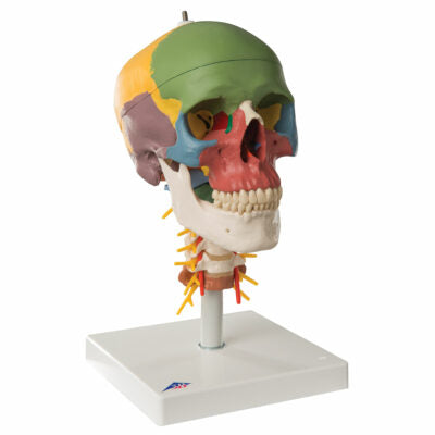Didactic Skull on Cervical 4 Part  A20/2 1