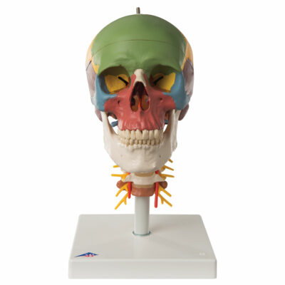 Didactic Skull on Cervical 4 Part  A20/2 5