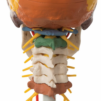 Didactic Skull on Cervical 4 Part  A20/2 2