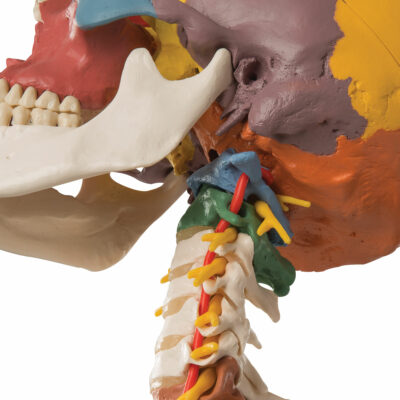 Didactic Skull on Cervical 4 Part  A20/2 3
