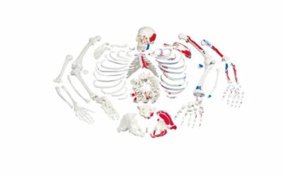 Disarticulated Full Skeleton ,Painted Muscles  3 Part Skull A05/2 1
