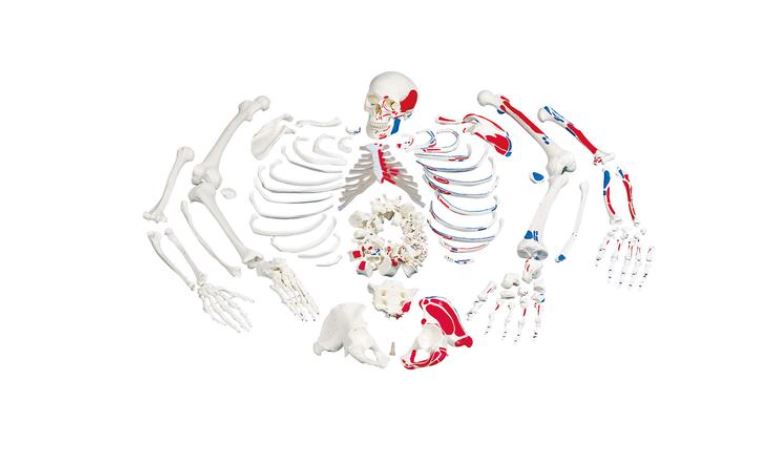 Disarticulated Full Skeleton ,Painted Muscles  3 Part Skull A05/2