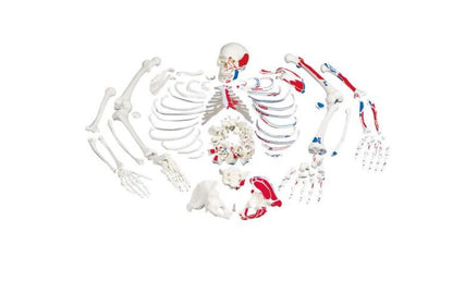 Disarticulated Full Skeleton ,Painted Muscles  3 Part Skull A05/2