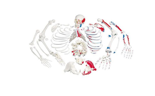 Disarticulated Full Skeleton ,Painted Muscles  3 Part Skull A05/2