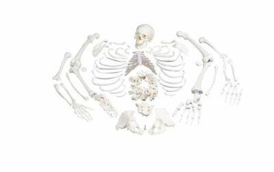 Disarticulated Full Skeleton 3 Part Skull A05/1 1