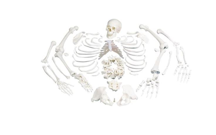 Disarticulated Full Skeleton 3 Part Skull A05/1
