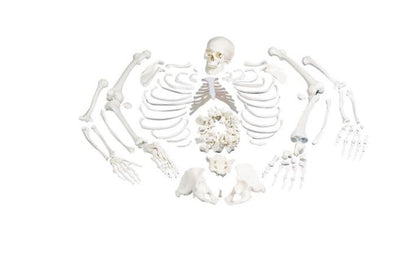 Disarticulated Full Skeleton 3 Part Skull A05/1