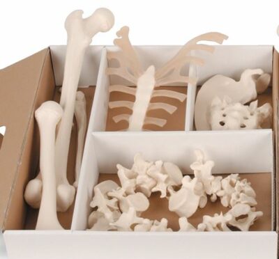 Disarticulated Half Skeleton A04 2