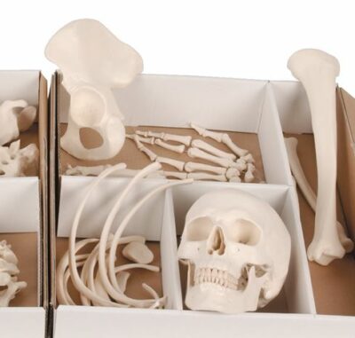 Disarticulated Half Skeleton A04 3