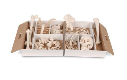 Disarticulated Half Skeleton A04