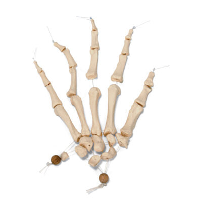 Disarticulated Half Skeleton A04/1 2